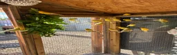 Canaries birds for sale: Raza Espanola Canaries in Newcastle upon Tyne - Advert 8