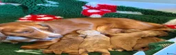Cocker Spaniel dogs for sale: KC registered Cocker Spaniel puppies - Advert 4
