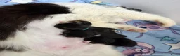 Domestic Shorthair cats for sale: Beautiful kittens ready in JUNE  - Advert 4