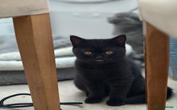 Scottish Fold cats for sale: 3 lovely kittens looking for new family  - Image 17