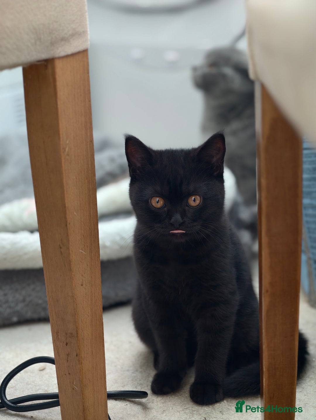 Scottish Fold cats for sale: 3 lovely kittens looking for new family  - Image 17