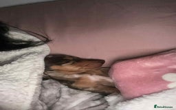 Miniature Dachshund dogs for sale: Miniature dachshund  - Advert 2