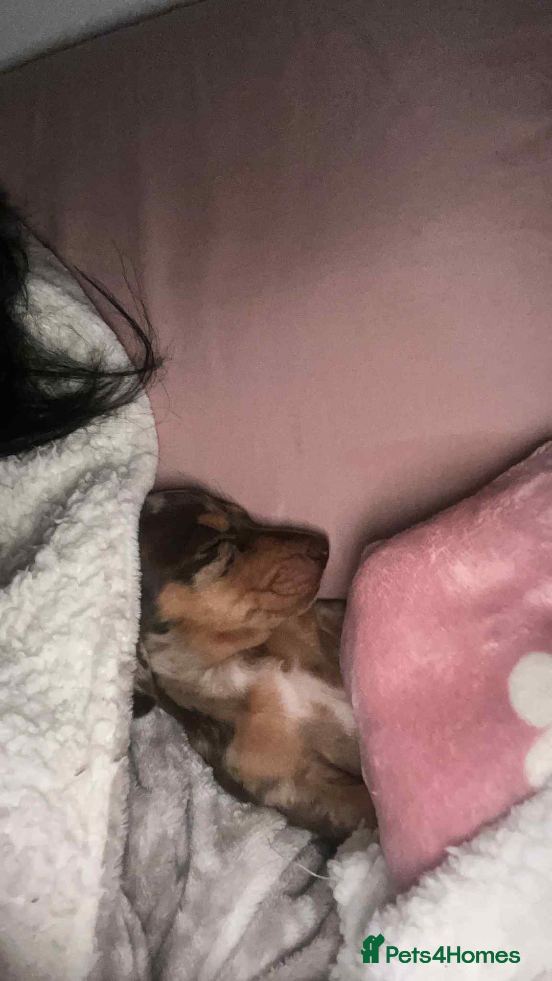 Miniature Dachshund dogs for sale: Miniature dachshund  - Advert 2