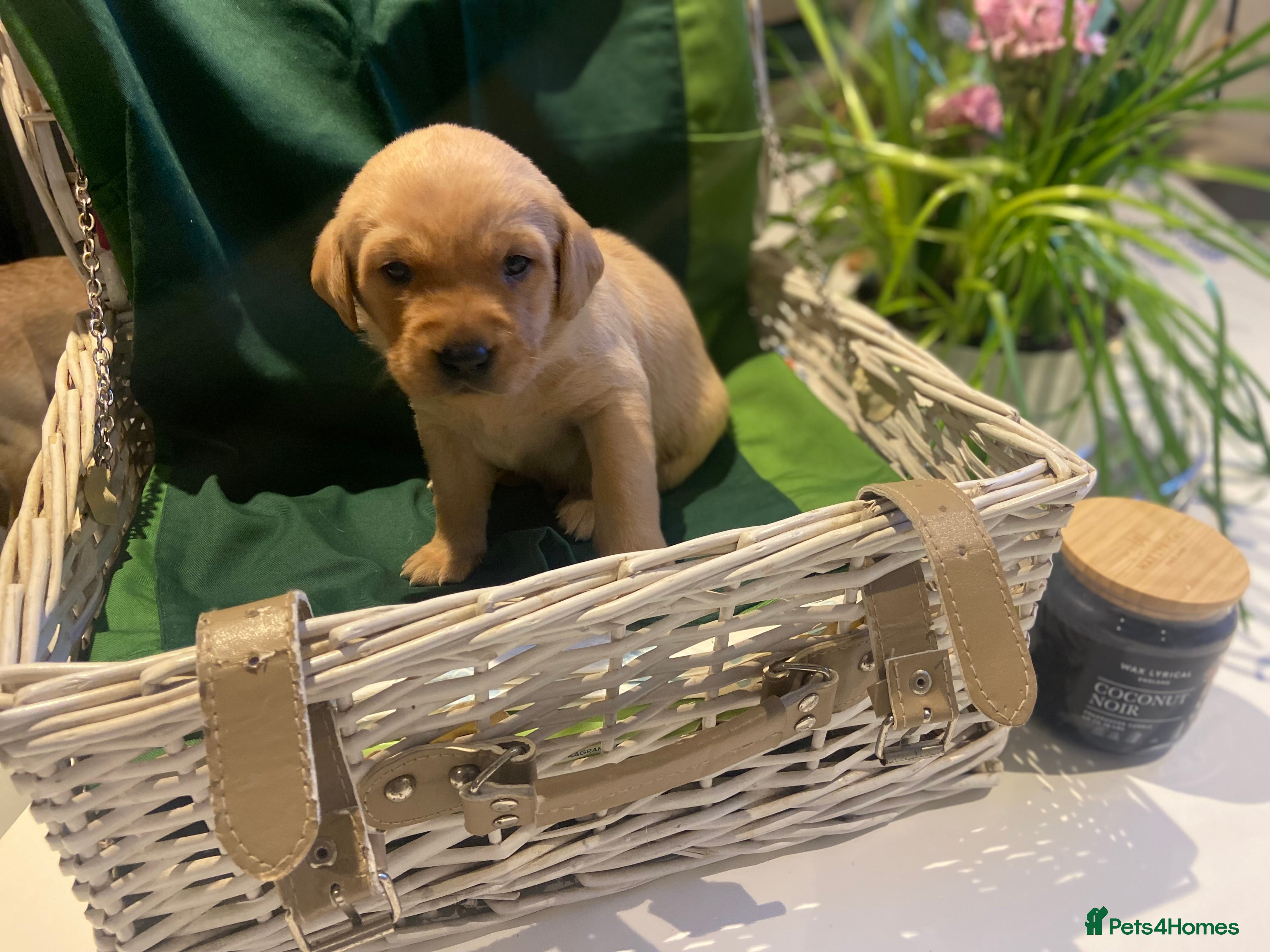 Labrador Retriever dogs 9 pups- only 4 left, beautiful boys born 19/01 - Advert 5