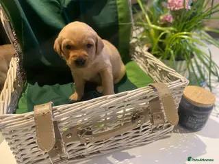 Labrador Retriever dogs 9 pups- only 4 left, beautiful boys born 19/01 - Advert 5