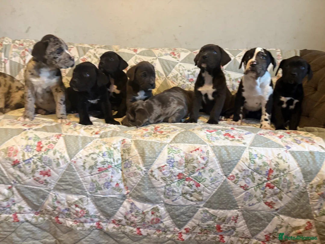 Mixed Breed dogs for sale: Cane Corso  ** tiff - Advert 2