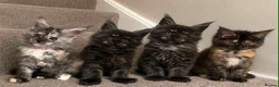 Maine Coon cats for sale: Maine coon kittens TICA  - Advert 4