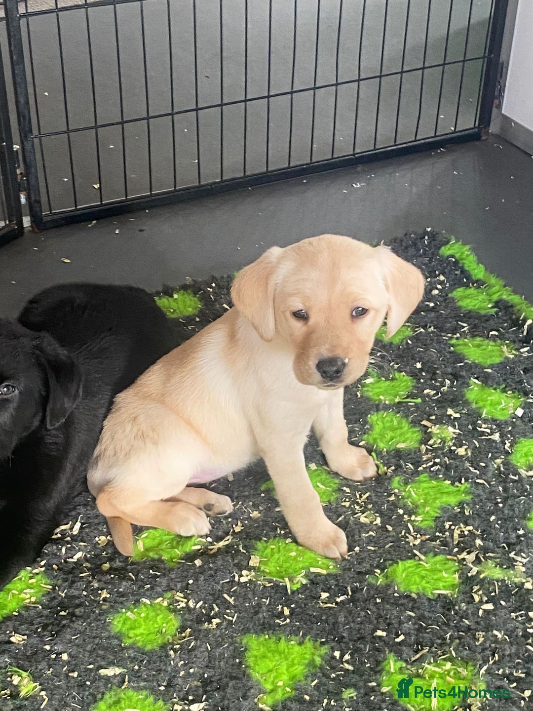 Labrador Retriever dogs for sale: Yellow and Labrador puppiea - Advert 11