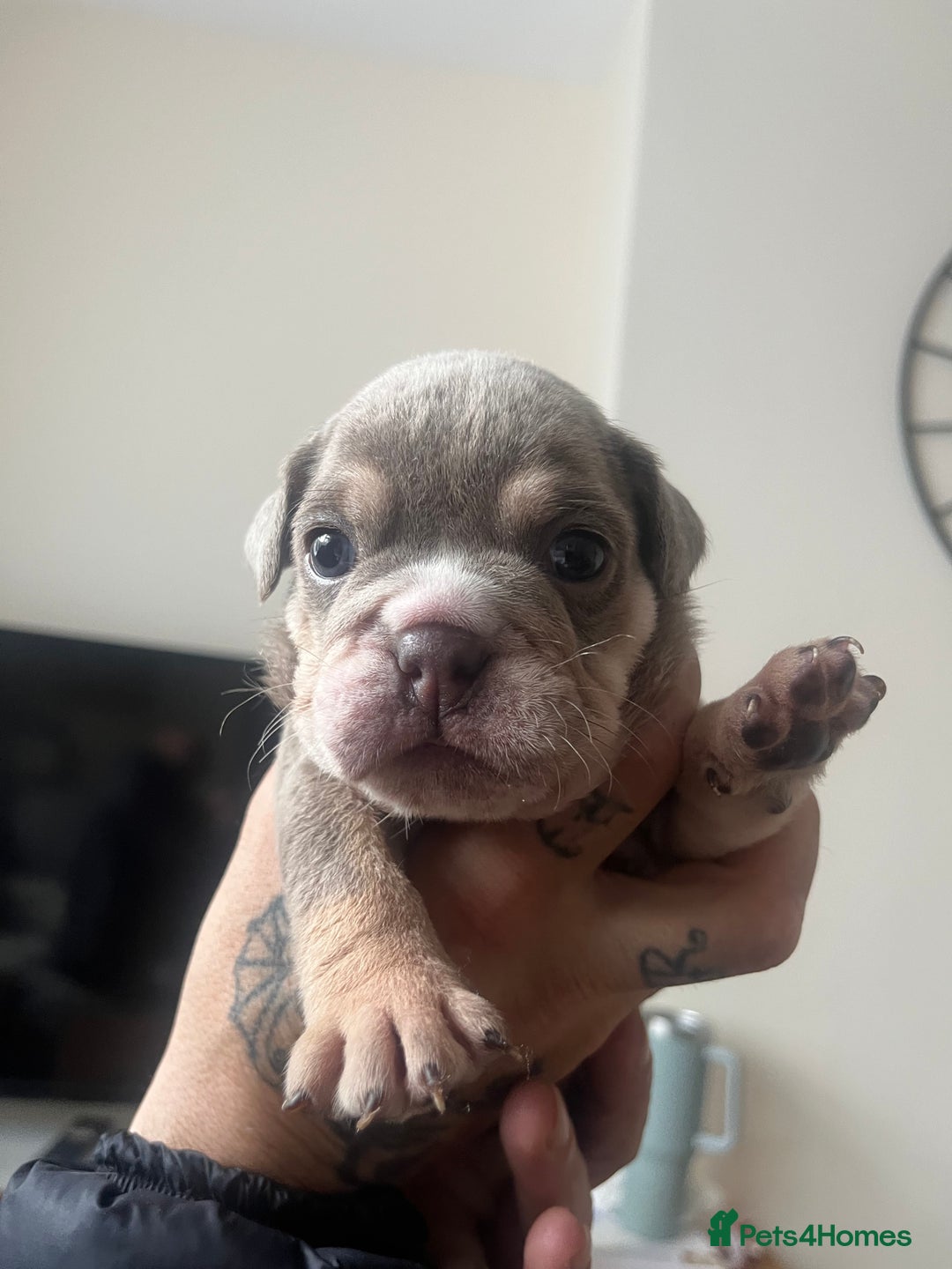 English Bulldog dogs for sale: English Bulldogs  - Image 24