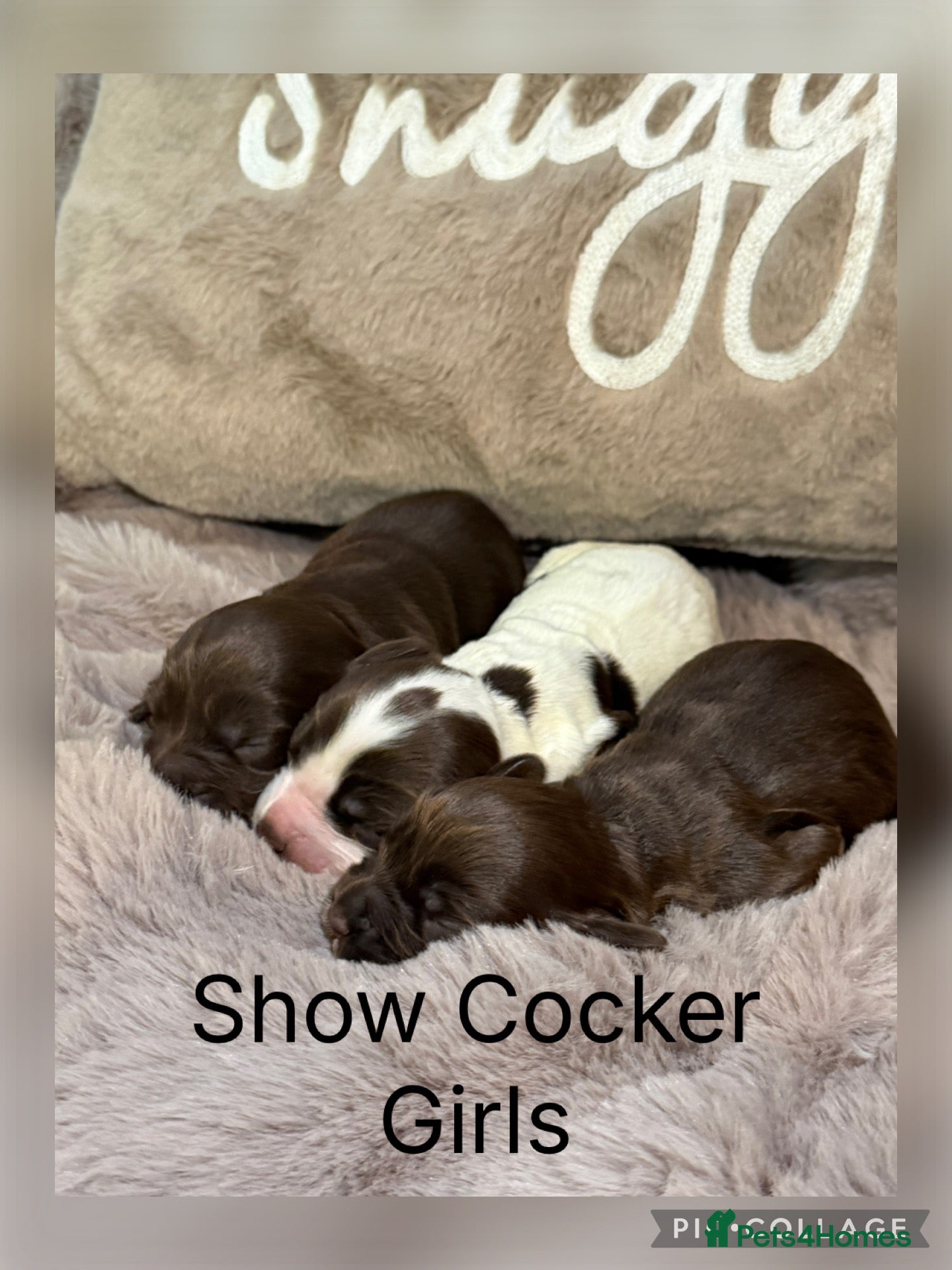 Cocker Spaniel dogs Stunning Show Cocker Spaniels full - Advert 1