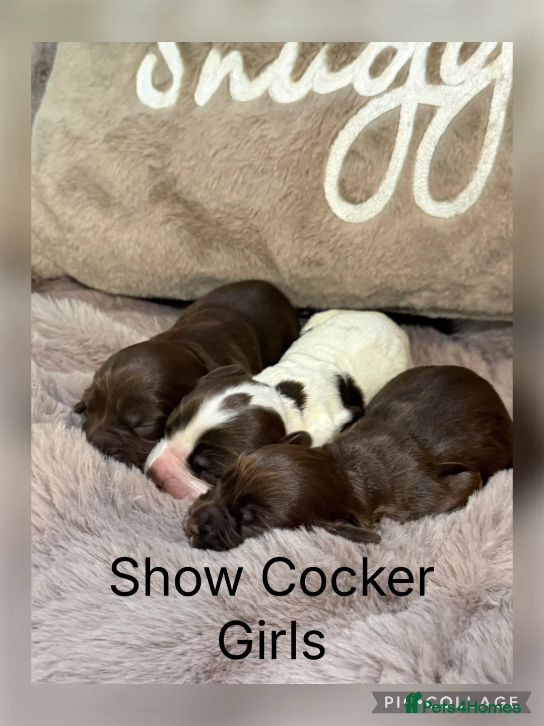 Cocker Spaniel dogs for sale: Stunning Show Cocker Spaniels full - Advert 1