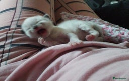 Ragdoll cats for sale: 💞 RAGDOLL Kittens Ready 13th August GrCh Blood - Image 22