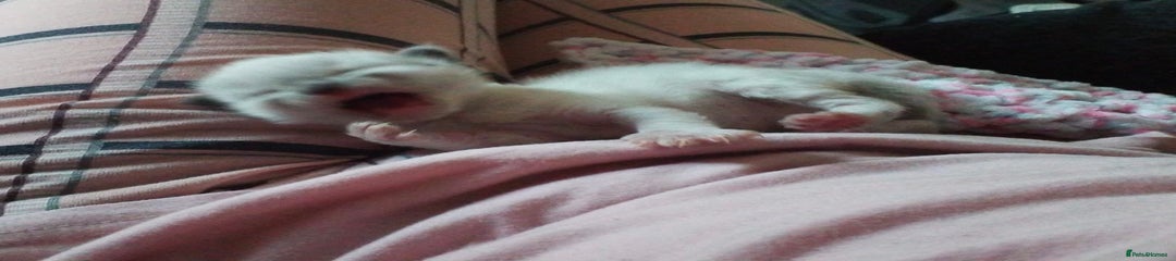 Ragdoll Kitten 5