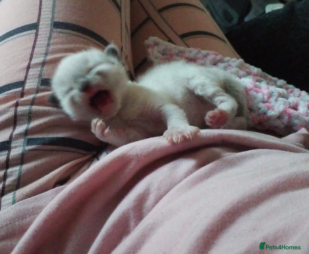 Ragdoll cats for sale: 💞 RAGDOLL Kittens Ready 13th August GrCh Blood - Image 22