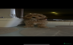 Maltipoo dogs for sale: Maltipoo puppies for sale  - Image 11