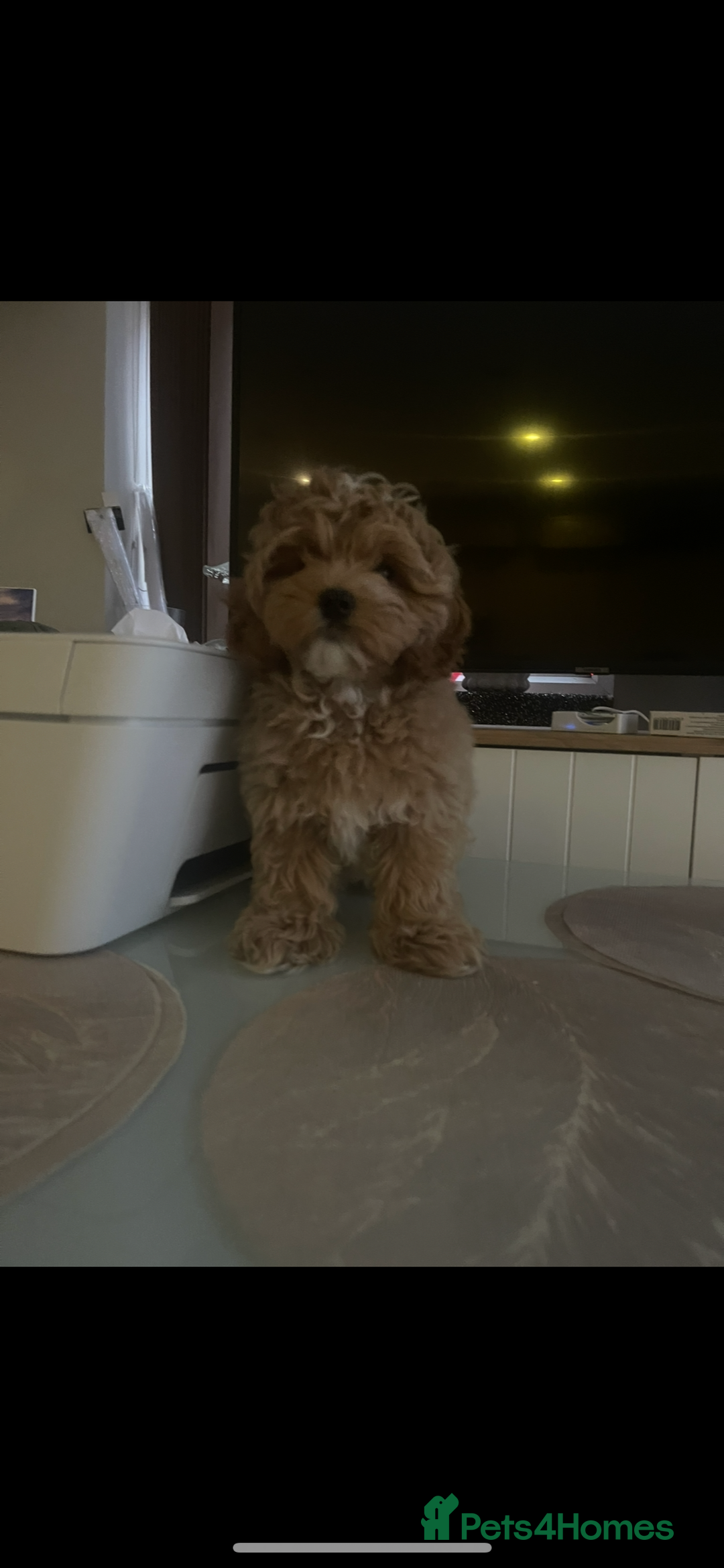 Maltipoo dogs for sale: Maltipoo puppies for sale  - Image 11
