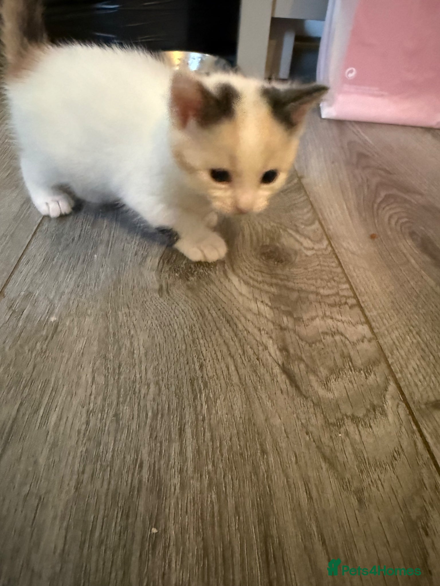 Mixed Breed cats Beautiful kittens  - Advert 1