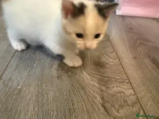 Mixed Breed cats Beautiful kittens - Advert 11