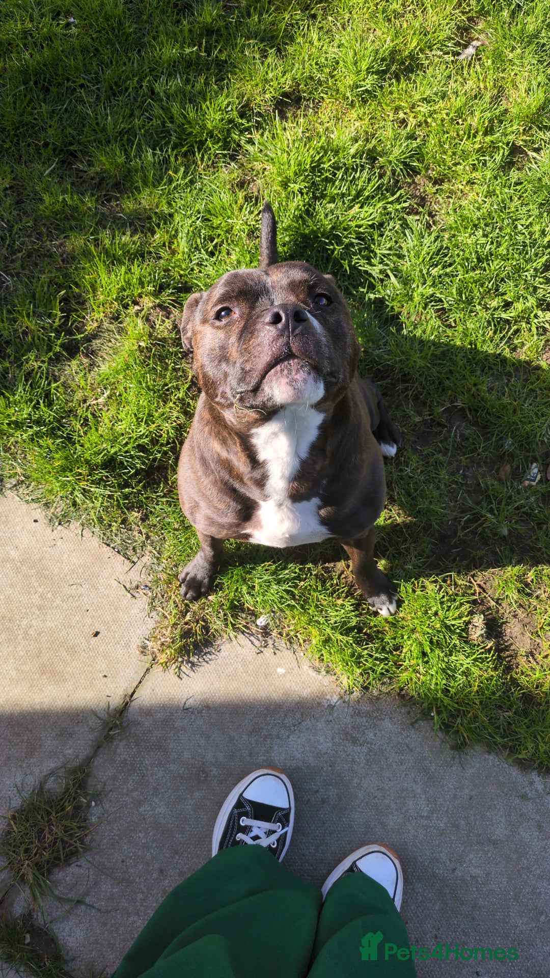 Staffordshire Bull Terrier dogs for sale: Male Staffy micro chipped ready for his new family - Image 3