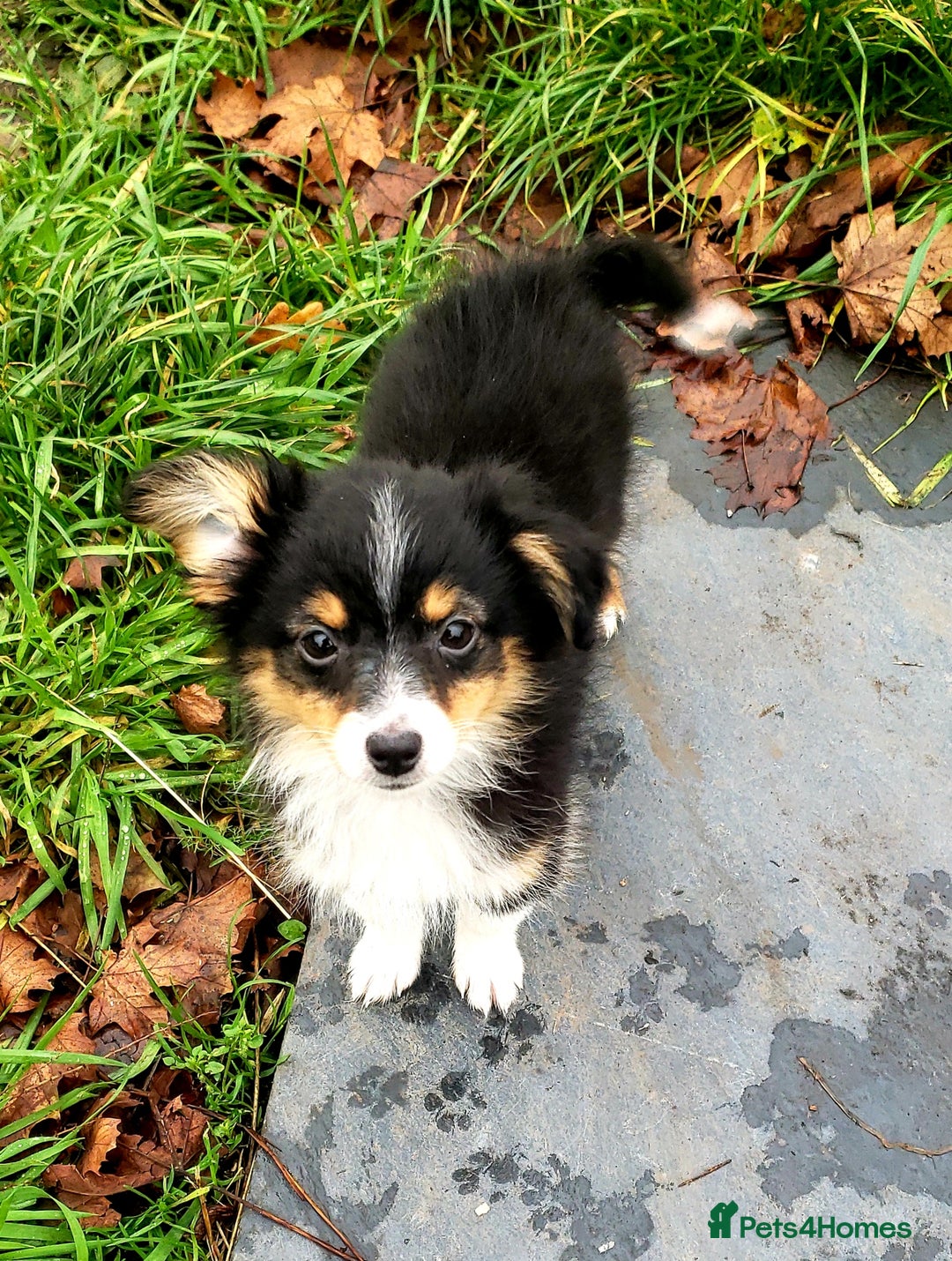 Australian Shepherd dogs for sale: Miniature Australian Shepherds ASDR - Advert 9