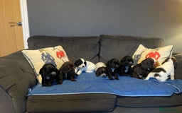 Cocker Spaniel dogs for sale: Cocker Spaniel Puppies - Advert 2