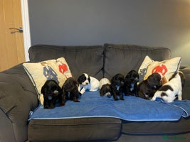 Cocker Spaniel dogs Cocker Spaniel Puppies - Advert 1