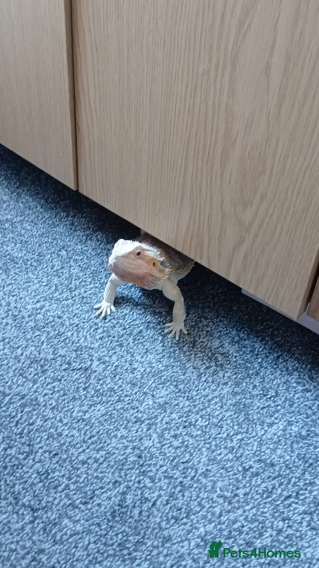 Bearded Dragon reptiles for sale: Bearded dragon. in Southport - Advert 2