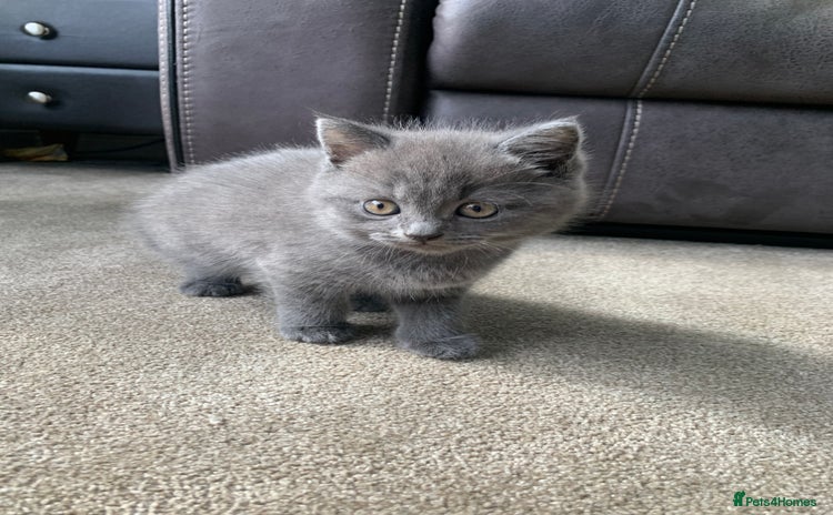 British Shorthair cats - Advert 2