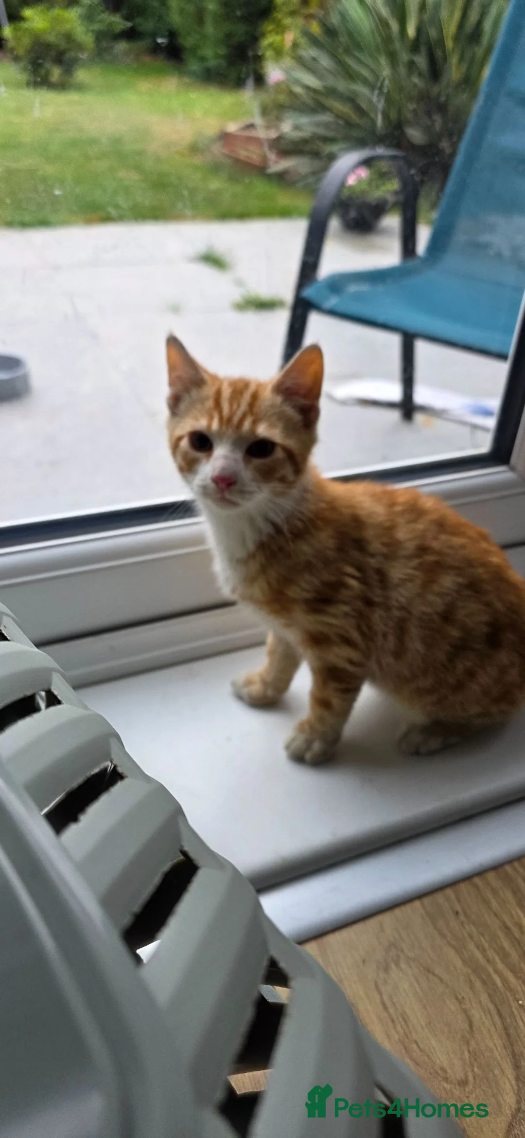 Mixed Breed cats for sale: !!!Free!!! Two ginger boy - Advert 2