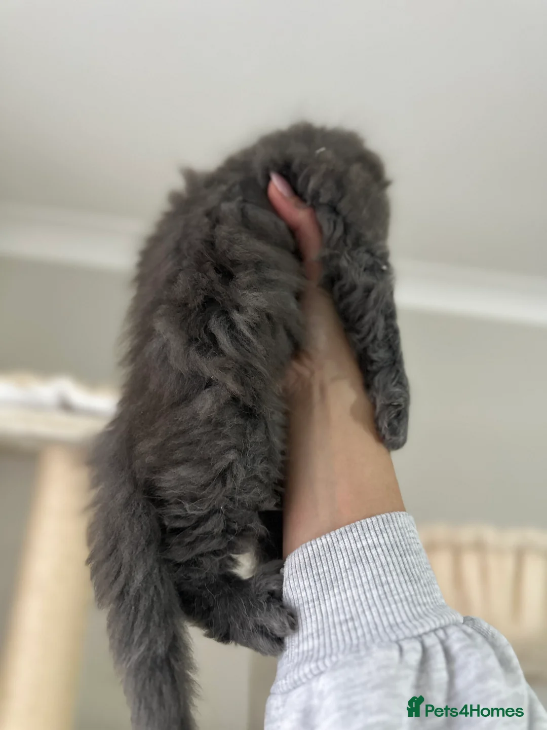 Maine Coon cats for sale: Stunning TICA Registered Maine Coon Kittens - Advert 10