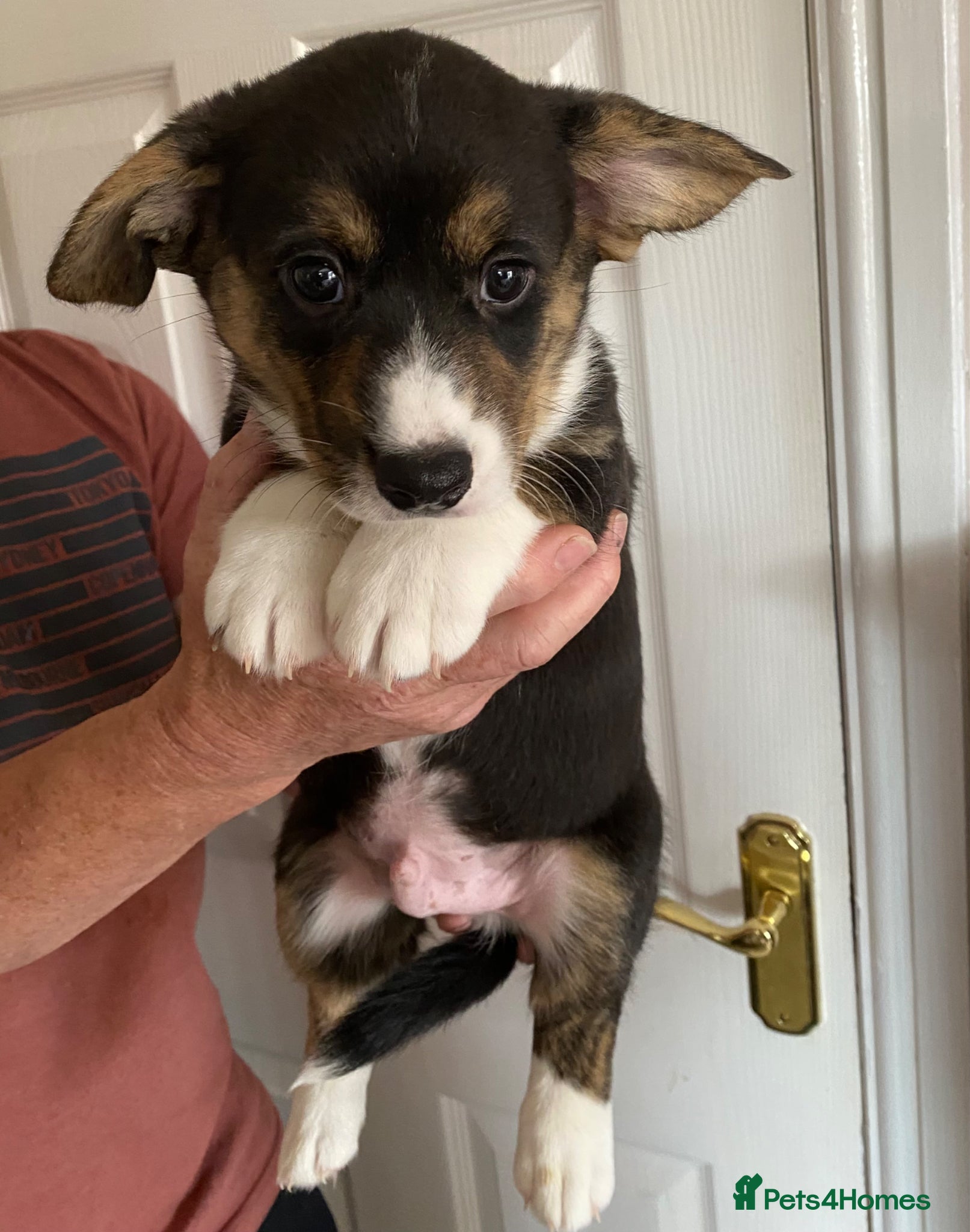 Welsh Corgi Cardigan dogs WELSH CARDIGAN CORGI BABIES - Advert 1