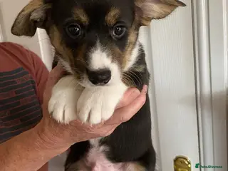 Welsh Corgi Cardigan dogs WELSH CARDIGAN CORGI BABIES - Advert 1