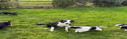 Border Collie dogs for sale: Border Collie Puppies - Advert 13