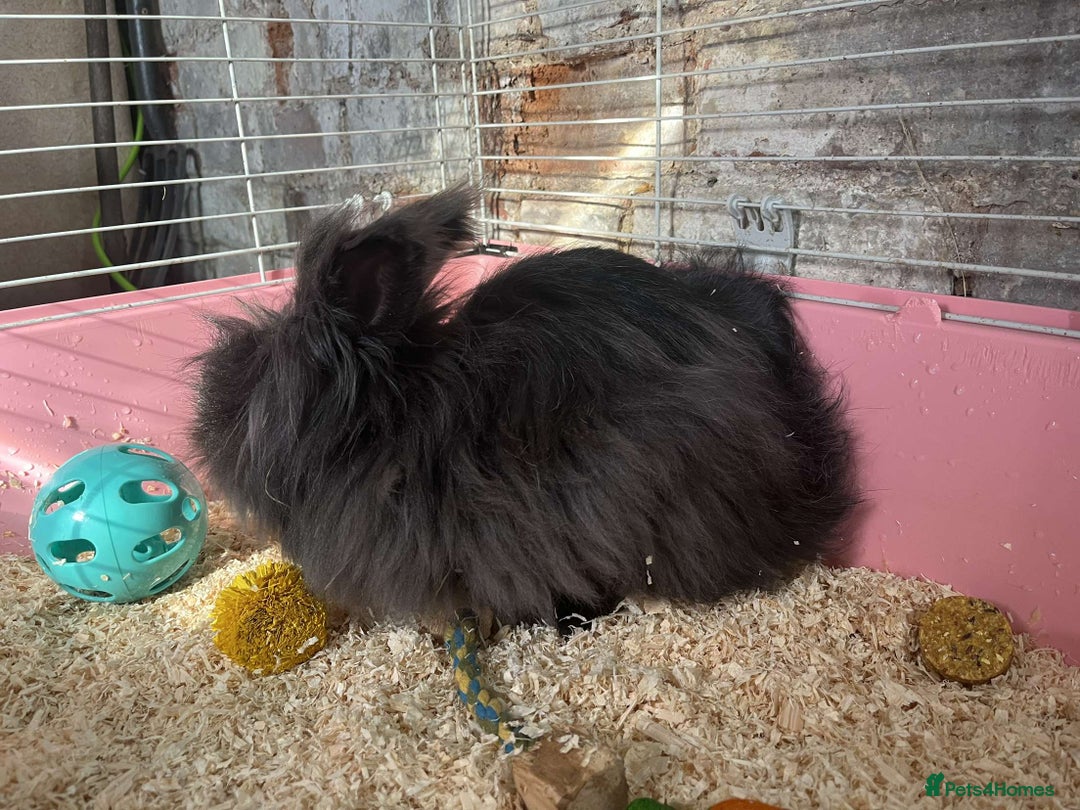 Mixed Breed rabbits for sale: Black extra fluffy bunny - Image 4