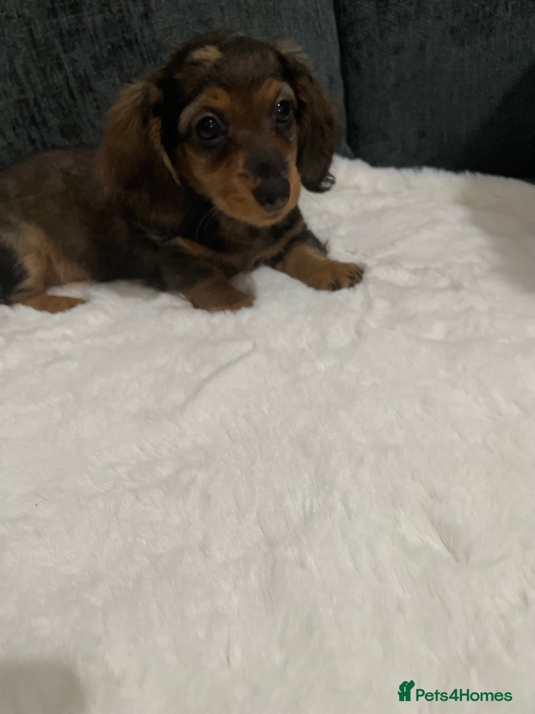 Miniature Dachshund dogs for sale: Champion Longhaired Miniature Dachshund Puppies - Advert 6
