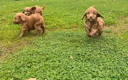 Cockapoo dogs for sale: Cockapoo puppies  - Image 6