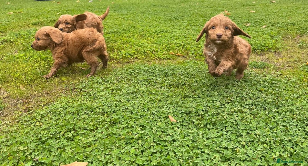 Cockapoo dogs for sale: Cockapoo puppies  - Image 6