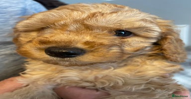 Cavapoo dogs - Advert 4