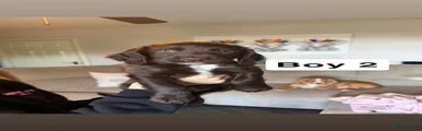 Cocker Spaniel 3