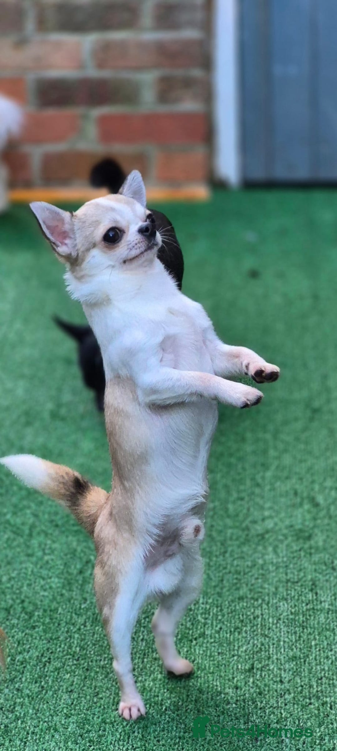 Chihuahua dogs for sale: Beautiful Tiny Young Male Chihuahua AVAILABLE. - Image 2