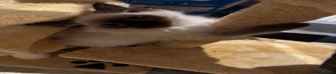 Ragdoll Kitten 1