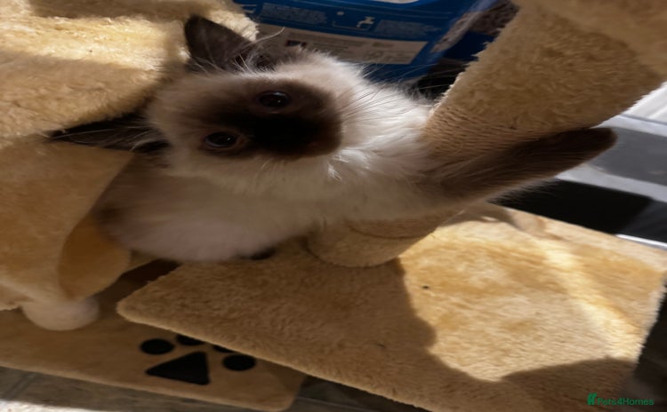 Ragdoll cats - Advert 3