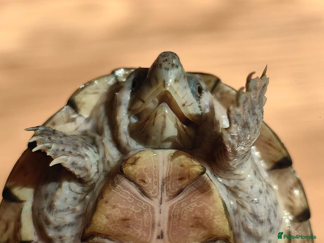 Turtle reptiles for sale: Razorback Musk Turtle, Free 4 bags 40g turtle food - Image 2