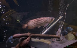 Other/Mixed Breed fish for sale: Malaysian Arowana - Image 3