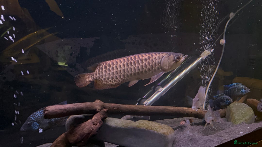 Other/Mixed Breed fish for sale: Malaysian Arowana - Image 3