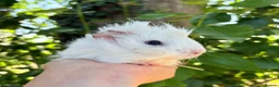 Guinea Pig rodents for sale: LOTS Of Gorgeous Gentle Baby Boy Guinea Pigs 🩵 - Advert 9