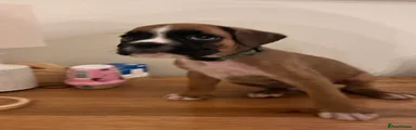Boxer Puppy 7