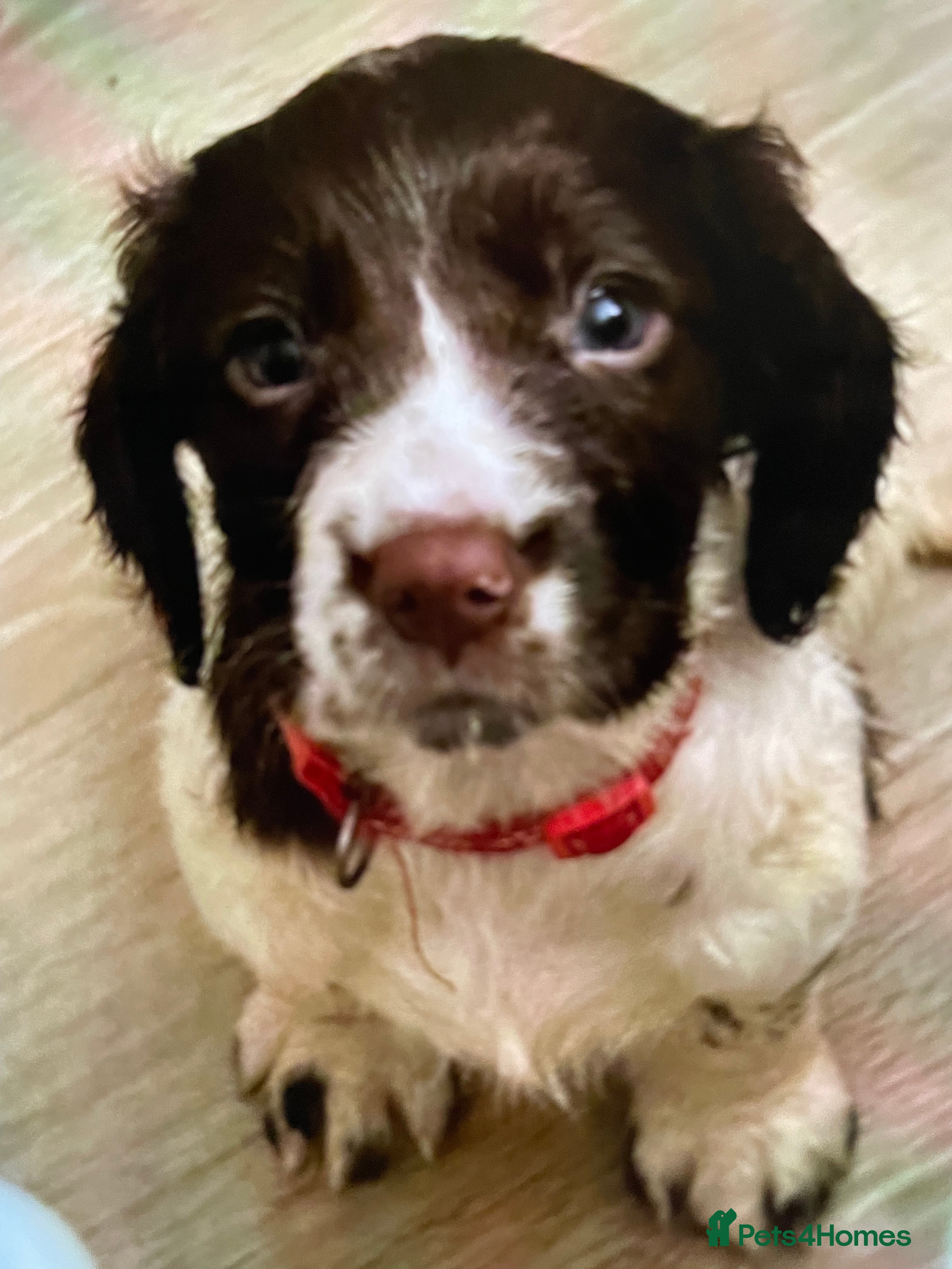 Sprocker dogs UPDATE Sprocker Puppies - ready Wednesday 11th - Advert 6