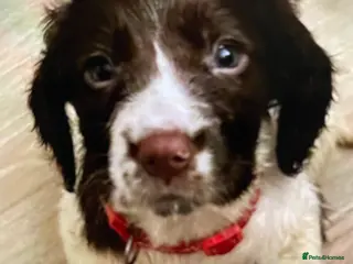 Sprocker dogs UPDATE Sprocker Puppies - ready Wednesday 11th - Advert 6