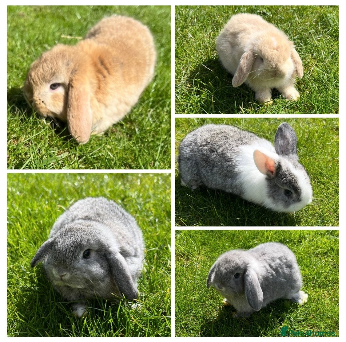 Mini Lop rabbits Beautiful Mini Lop Bunnies - Advert 17